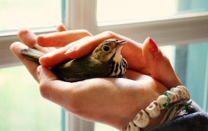 bird in hand use