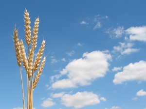 harvestgrain-image1