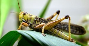 2014_08_30_0f_locusts.3c2ff